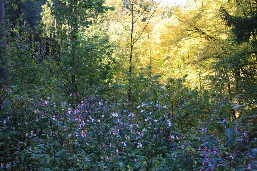 Fewo Purper Frauenberg Esterno foto
